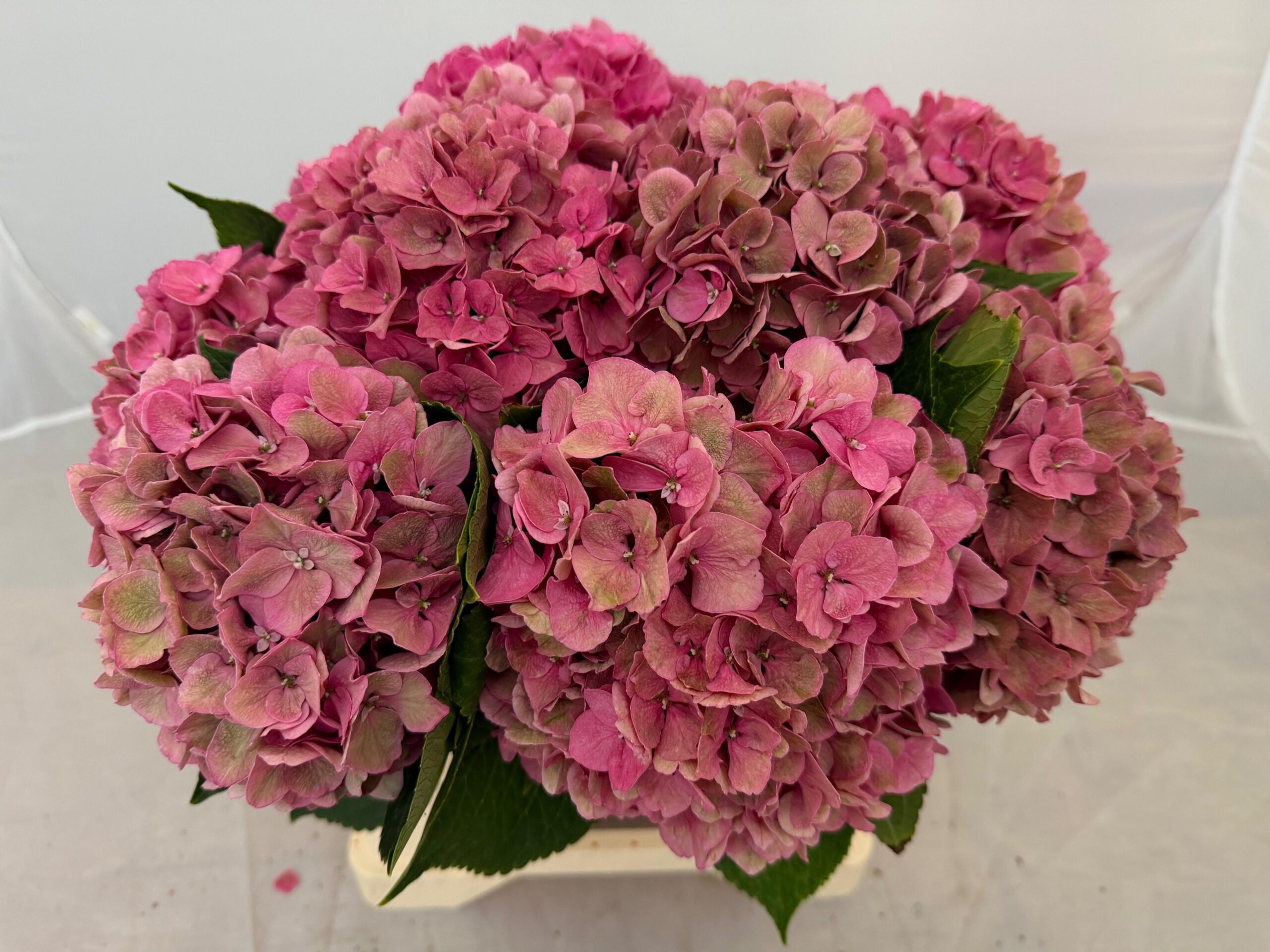 Hydrangea macrophylla 'Rodeo' (classic)