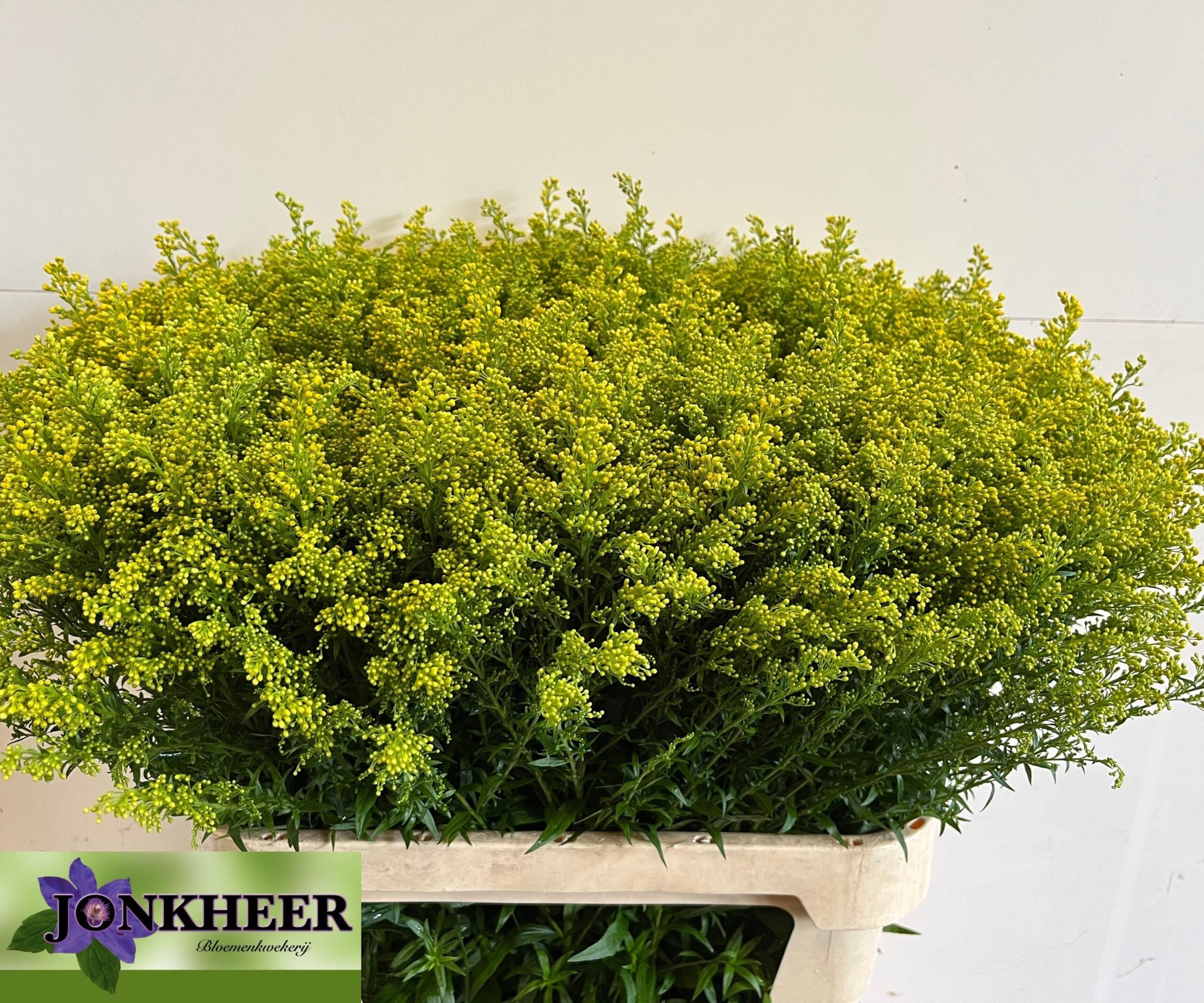 Solidago Tara