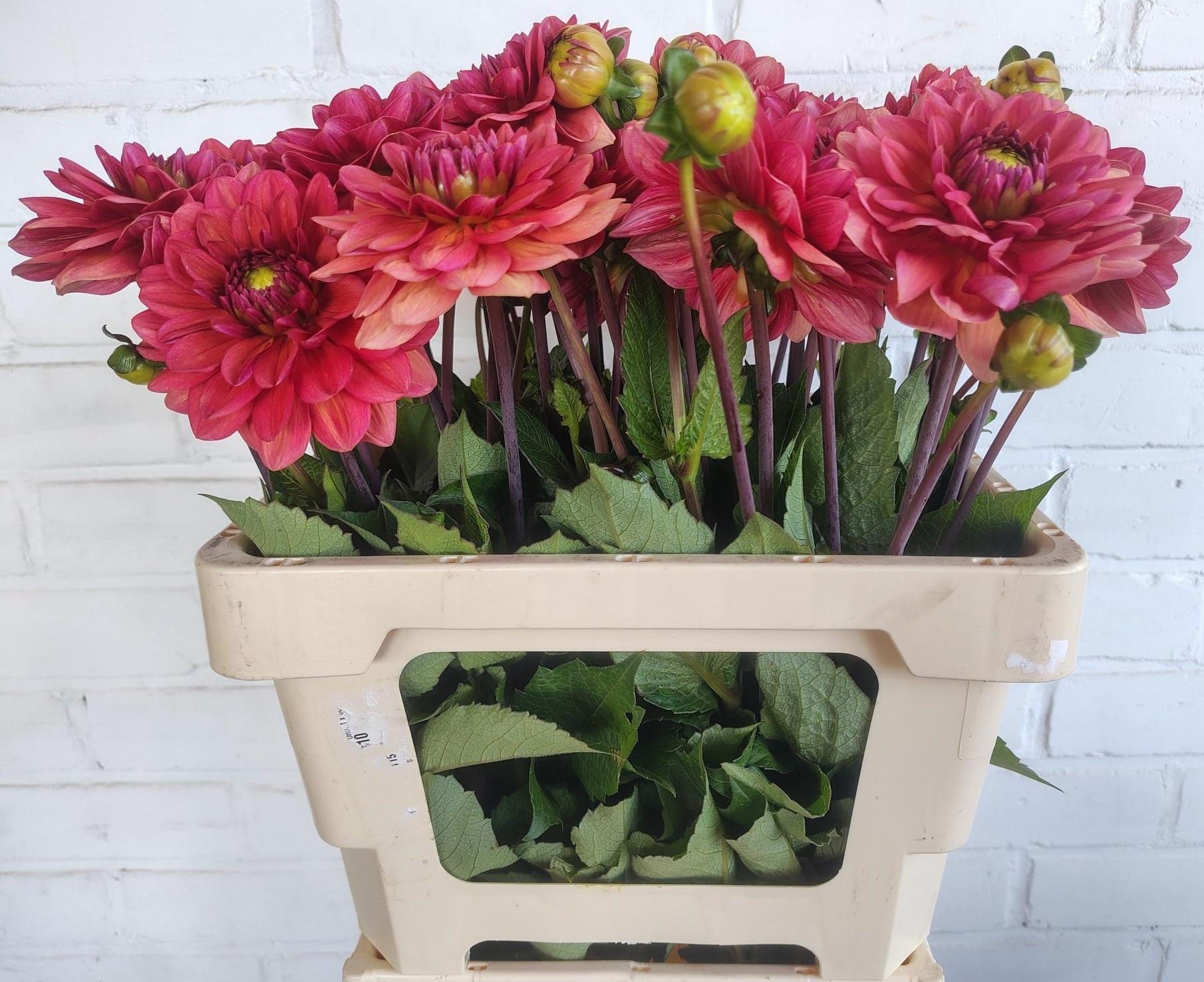 Dahlia (Decorative Grp) 'Salmon Runner'