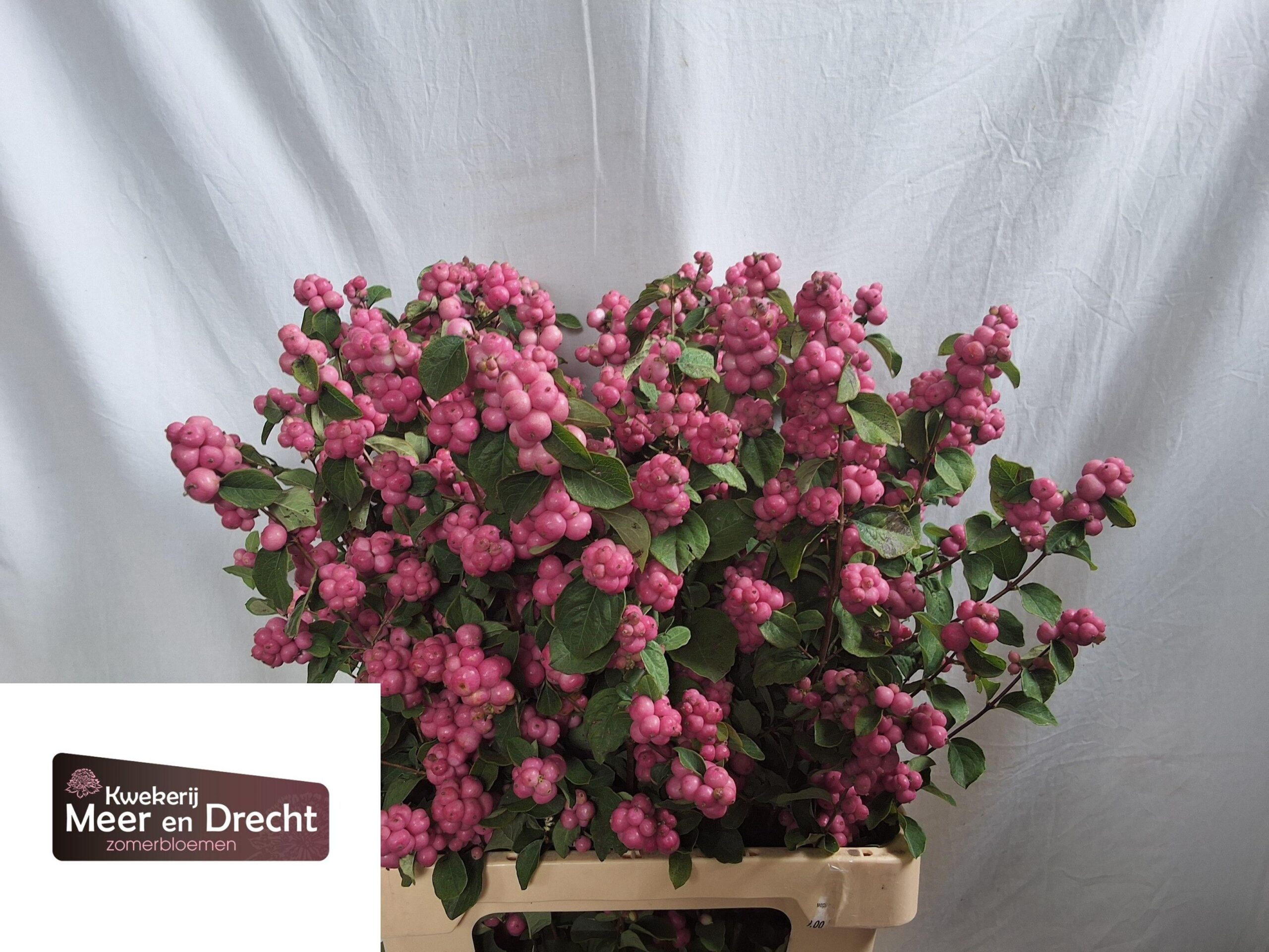 Symphoricarpos (Pink Berry Grp) Magical Treasure