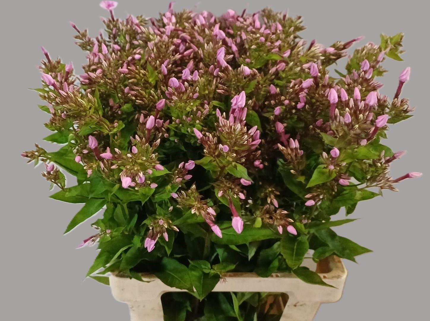Phlox (Paniculata Grp) Miss Anna's Eyes