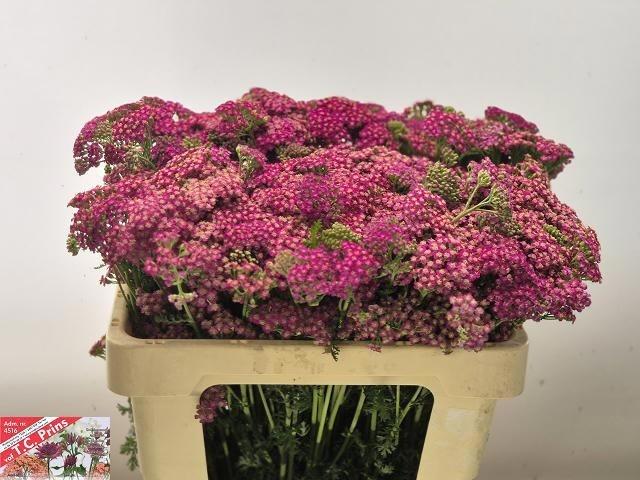 Achillea millefolium 'Masterclass Purple'