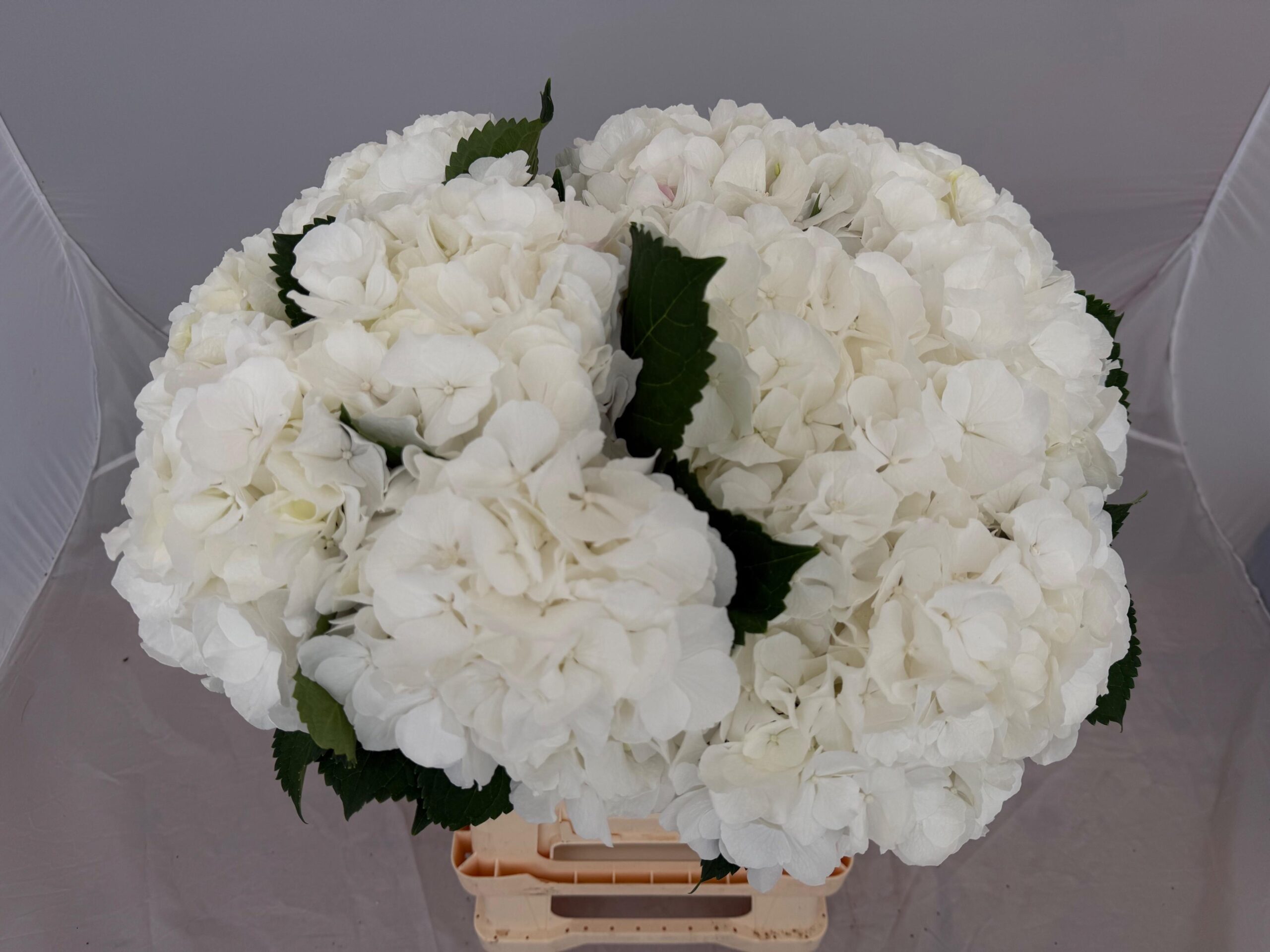 Hydrangea macrophylla White Verena