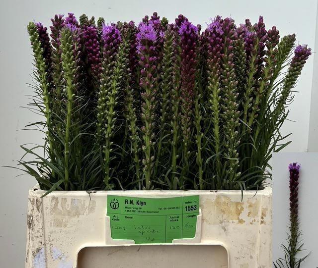 Liatris spicata