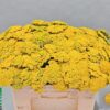 Achillea filipendulina 'Parker's Variety'