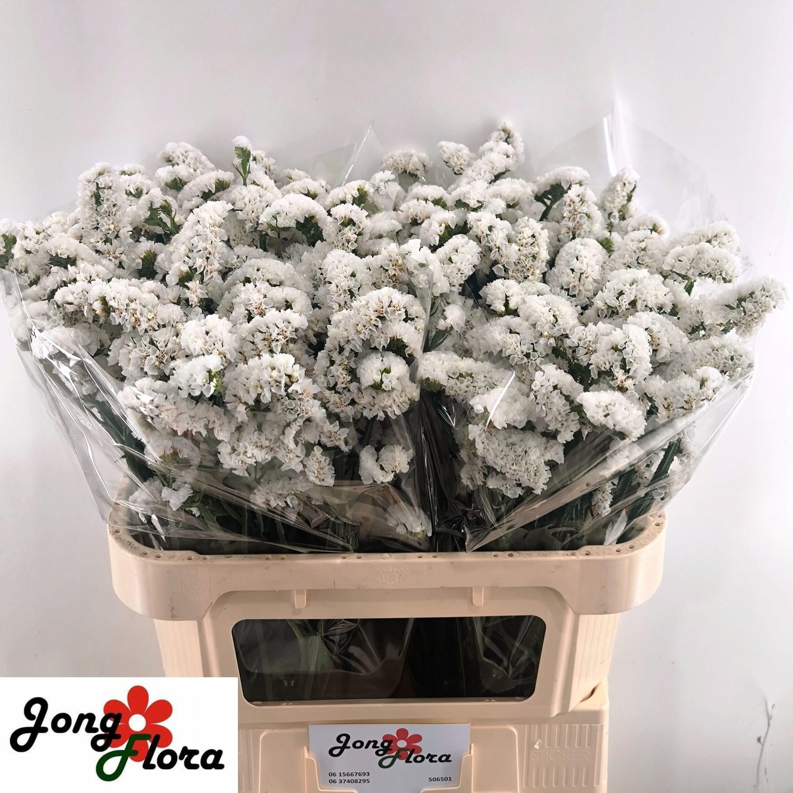 Limonium sinuatum Harmony Wings