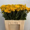 Chrysanthemum (Indicum Grp) tros 'Littleton Yellow'