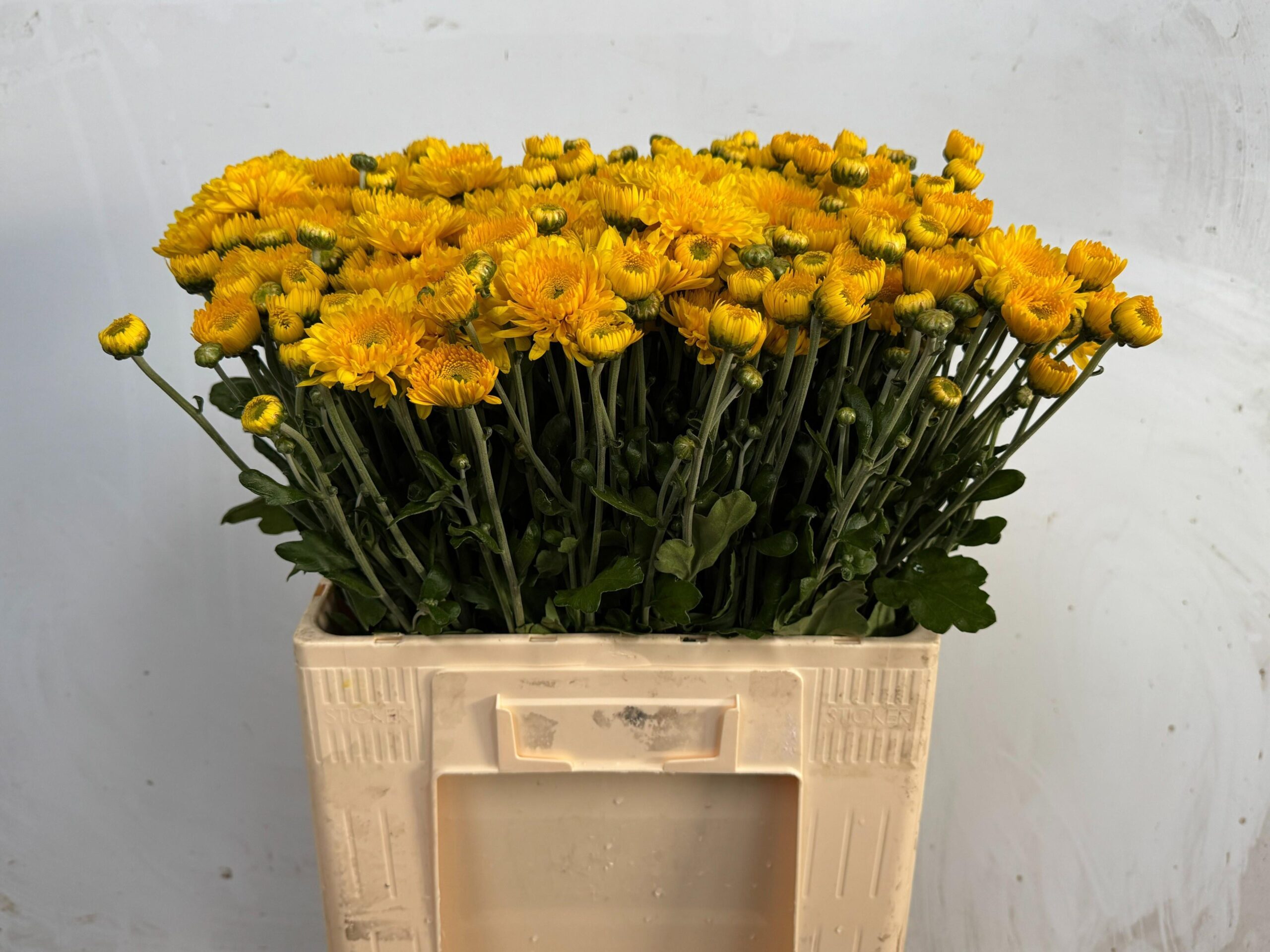 Chrysanthemum (Indicum Grp) tros 'Littleton Yellow'