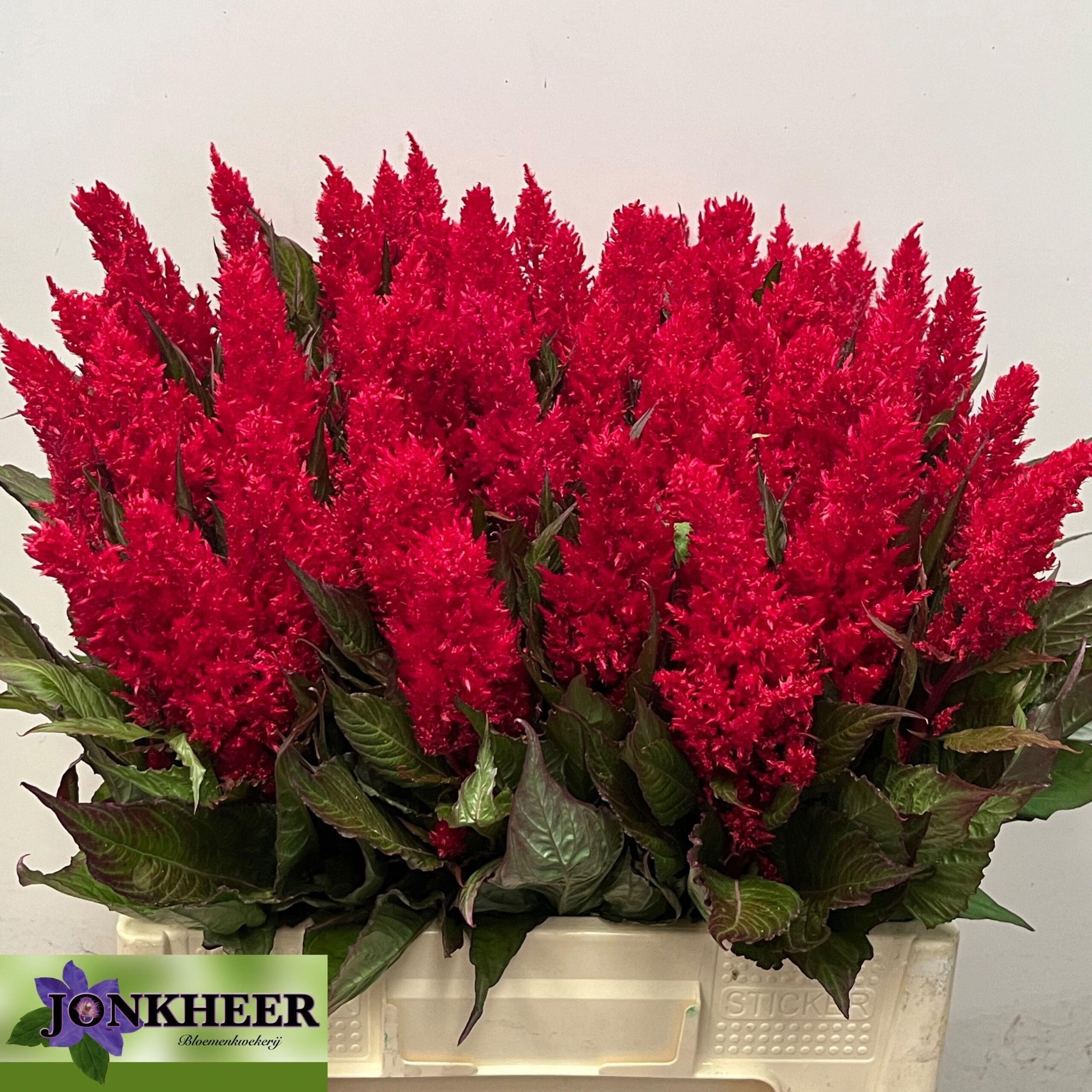 Celosia argentea (Plumosa Grp) 'Century Rood'