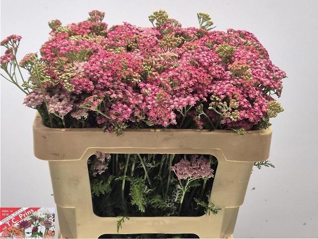 Achillea millefolium 'Bianca Classic'