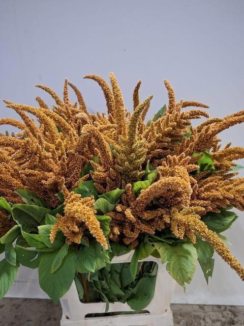 Amaranthus cruentus 'Hot Biscuits'