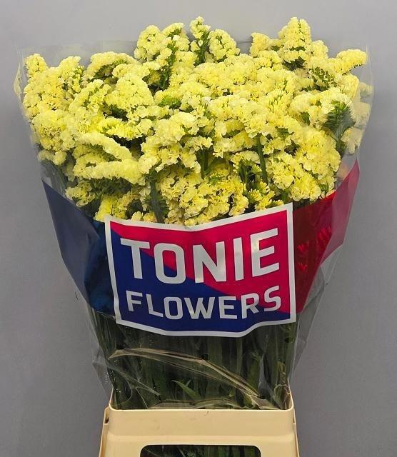 Limonium sinuatum Yellow Sun Birds