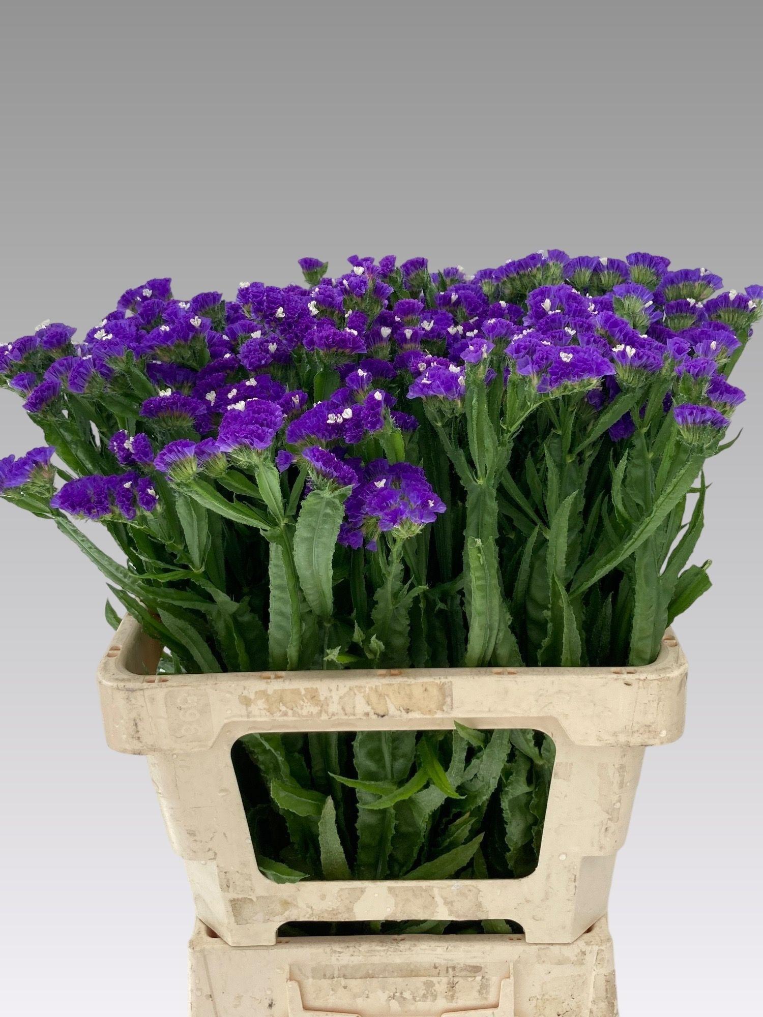 Limonium sinuatum 'Crystal Dark Blue'