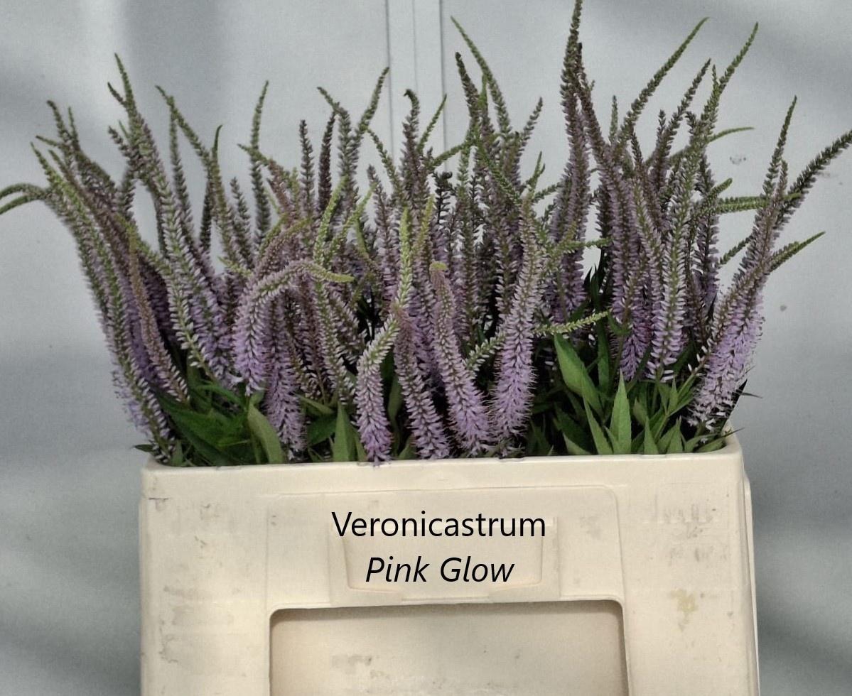 Veronicastrum virginicum 'Pink Glow'