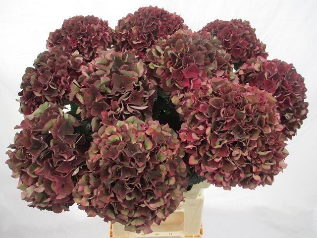 Hydrangea macrophylla Magical Rubyred (classic)