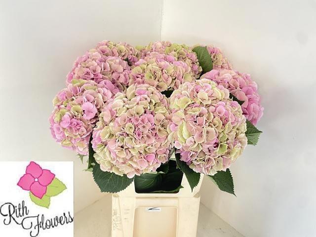 Snijbloemen overig