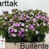 Dianthus barbatus Amazon Rose Magic