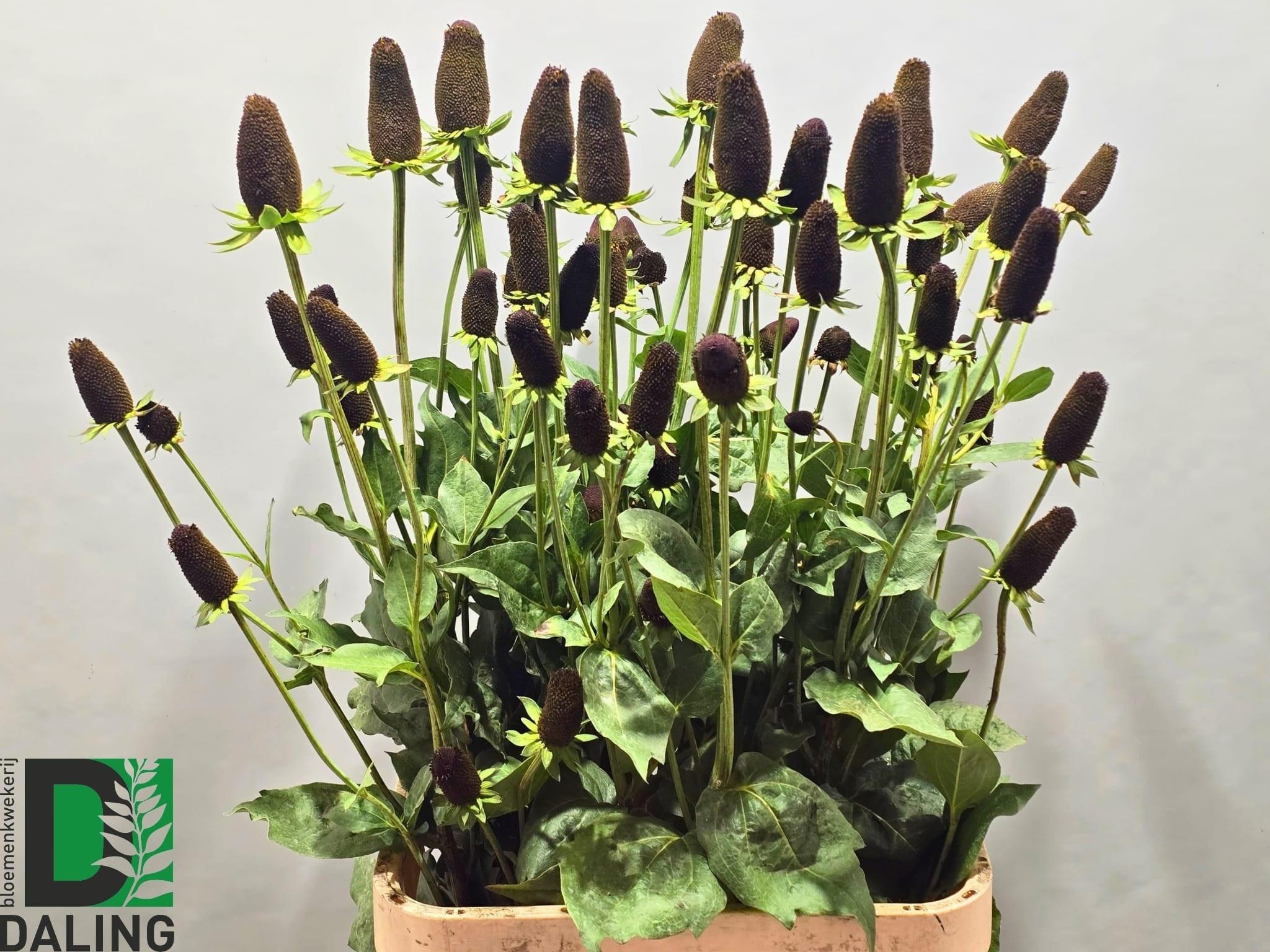 Rudbeckia 'Black Nipple'