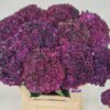 Hydrangea macrophylla Magical Dark Ruby