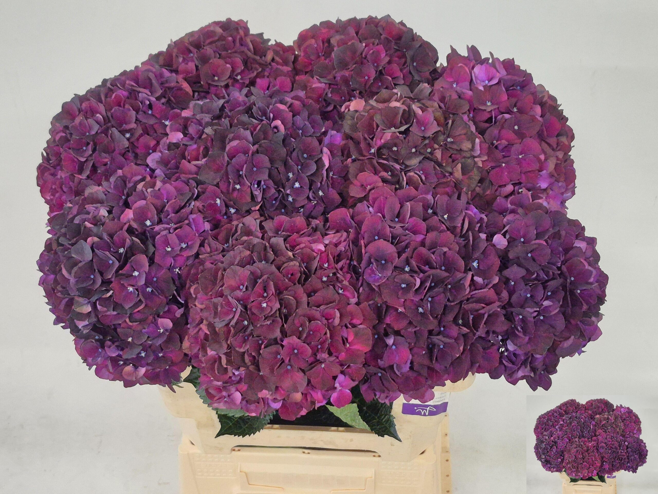 Hydrangea macrophylla Magical Dark Ruby