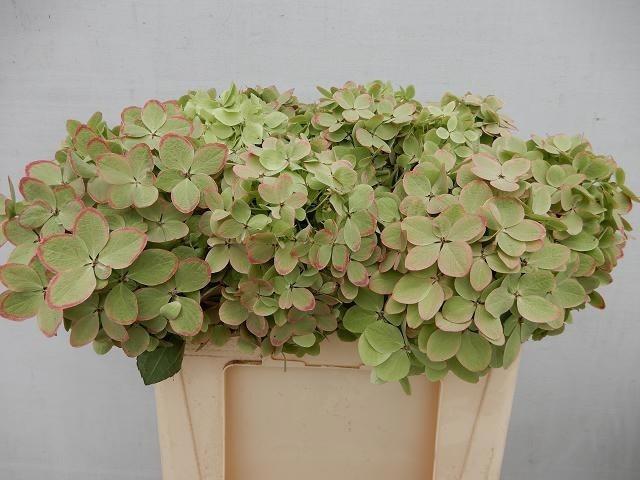 Hydrangea paniculata Magical Candle (classic)
