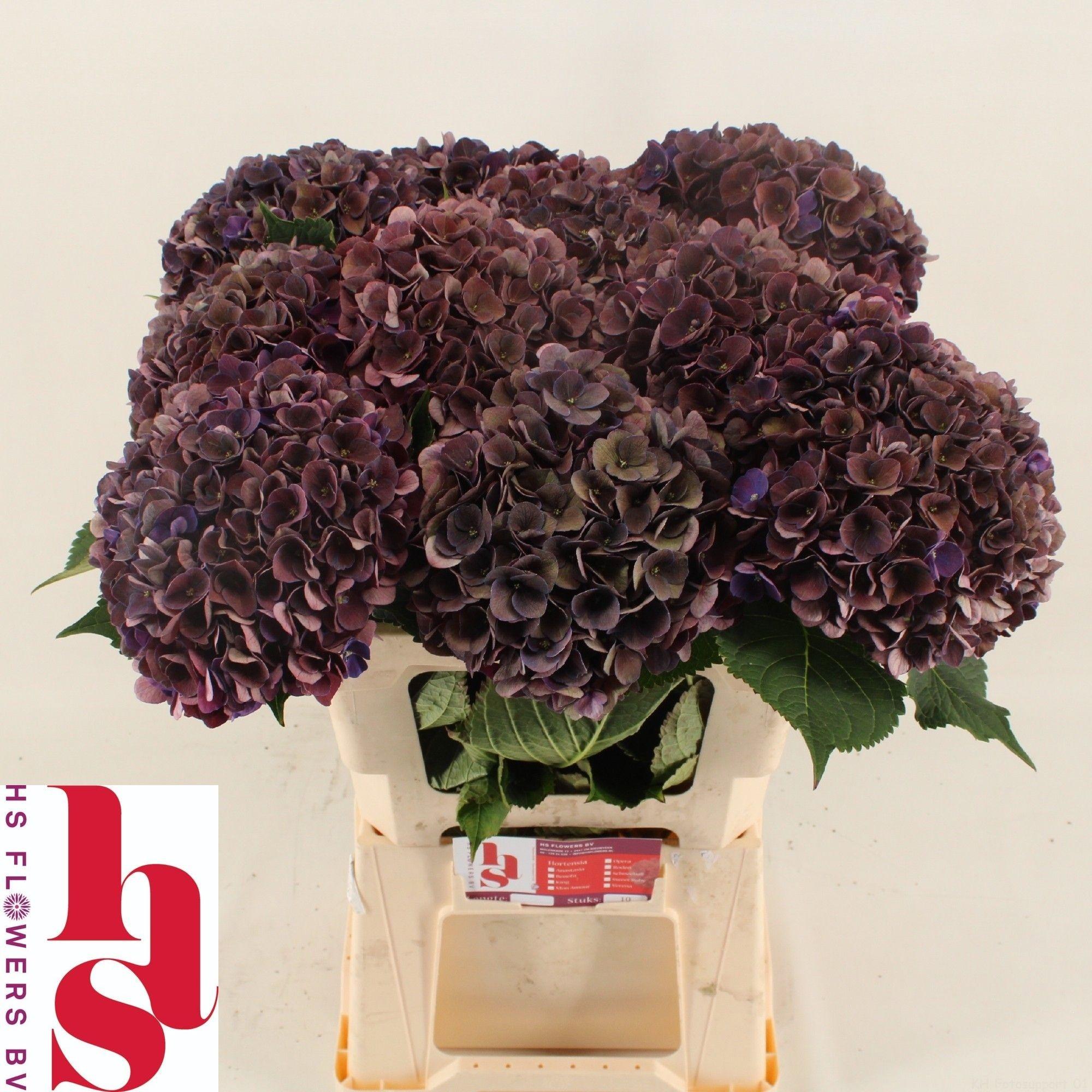 Hydrangea macrophylla 'Mon Amour' (classic)