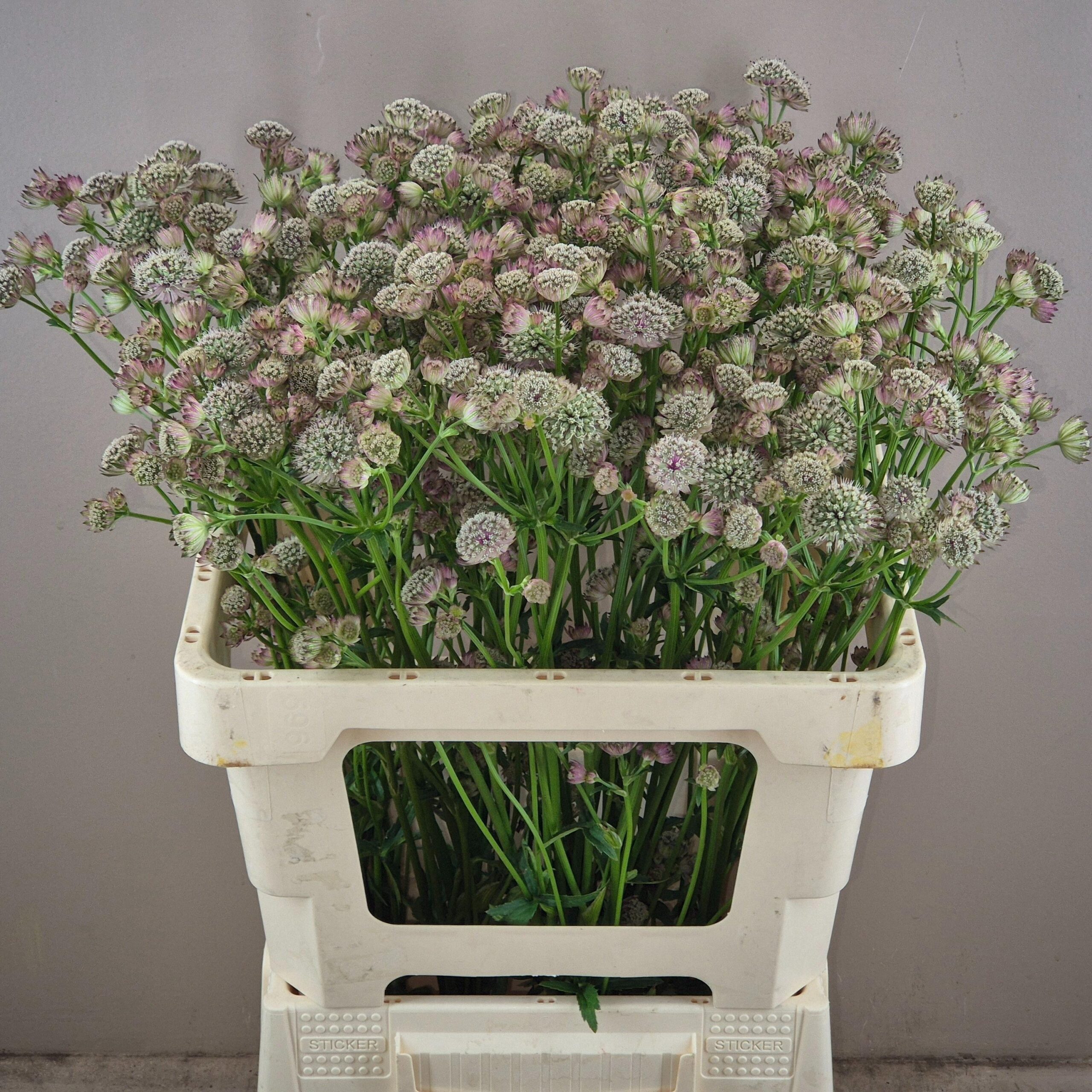 Astrantia major Magical Diamonds White