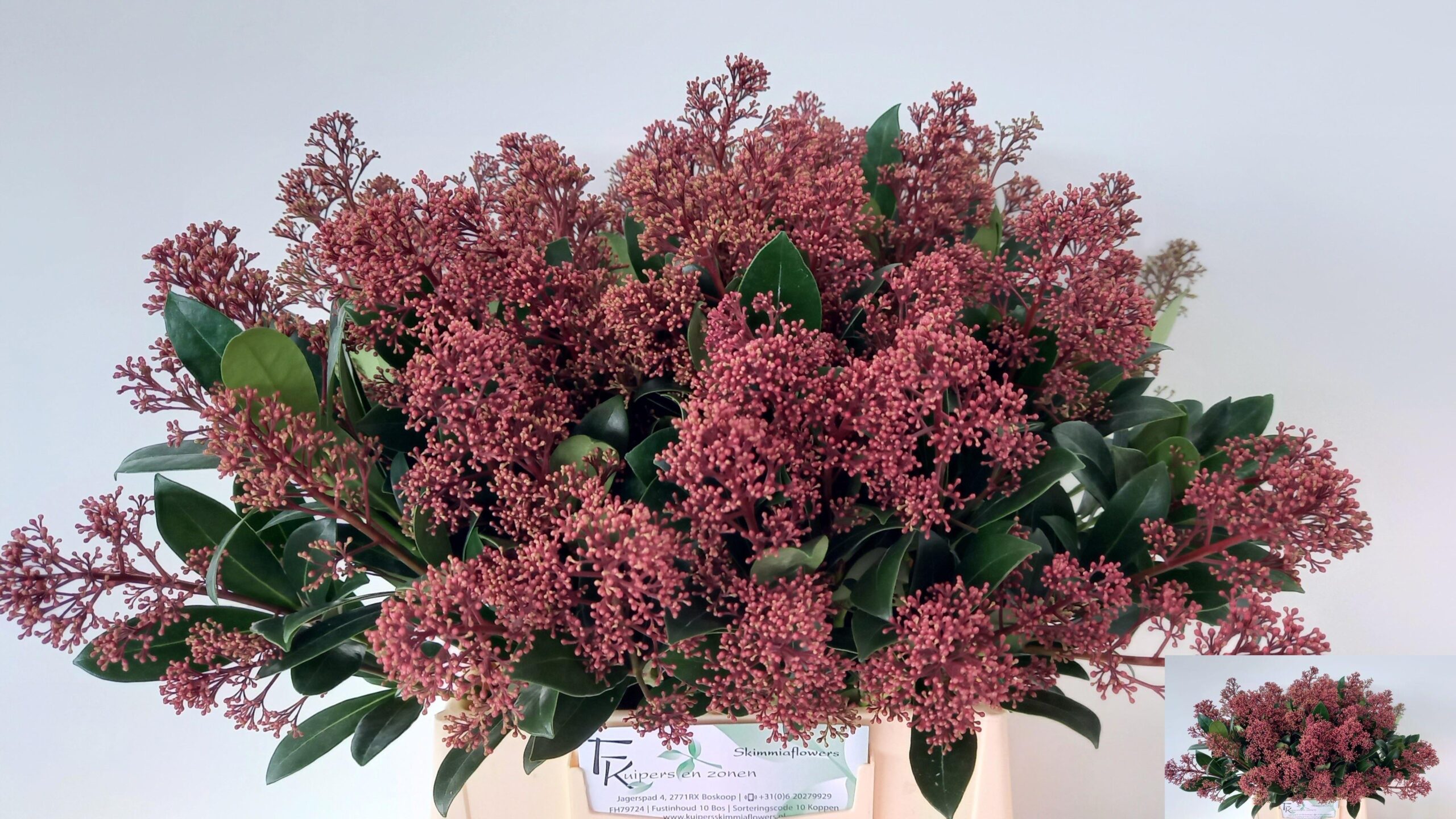 Skimmia japonica 'Rubella' per bos