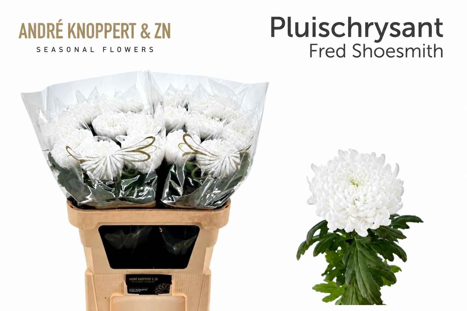 Chrysanthemum (Indicum Grp) geplozen 'Fred Shoesmith'
