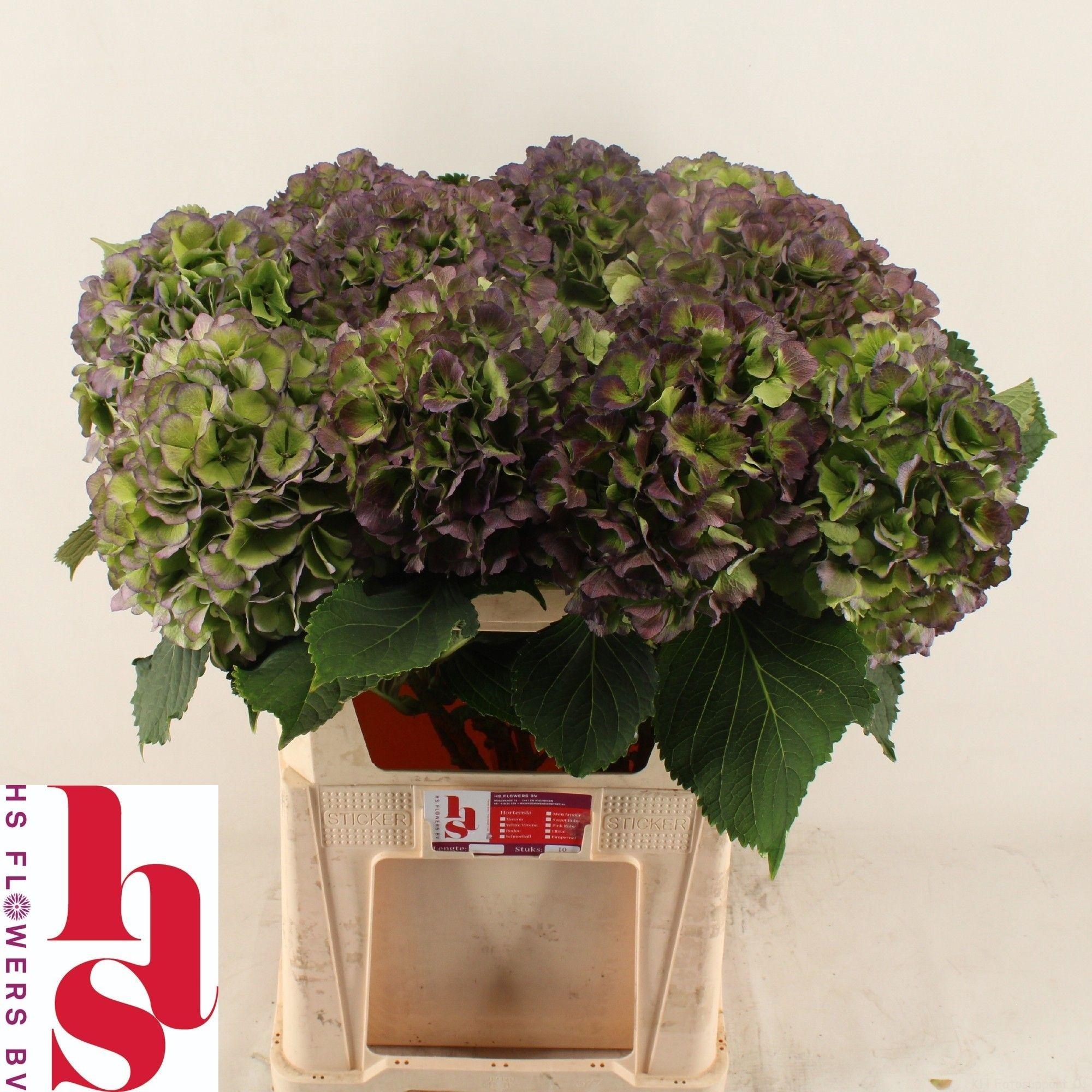 Hydrangea macrophylla 'Verena'  (classic blauw)