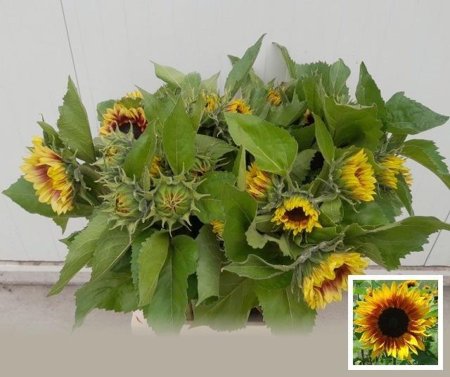 Helianthus annuus 'Marley'