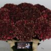 Hydrangea macrophylla Magical Rubyred (classic)