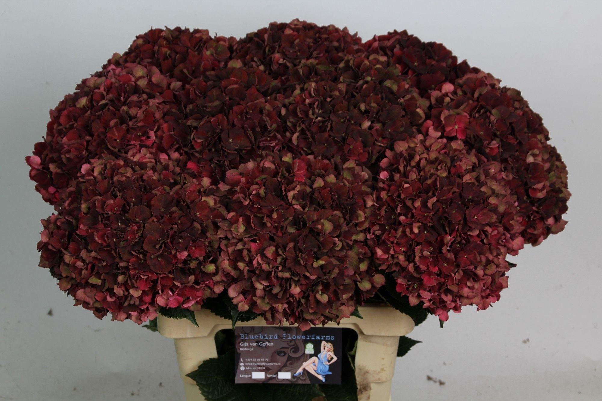 Hydrangea macrophylla Magical Rubyred (classic)