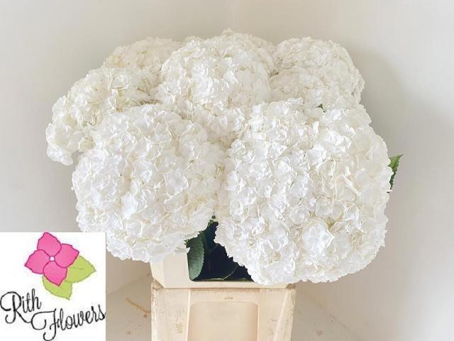 Hydrangea macrophylla Royal Highness