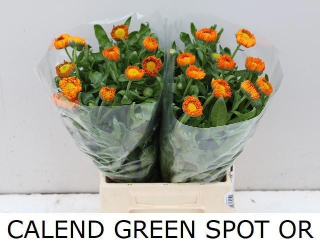 Calendula officinalis 'Green Spot Orange'