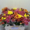 Chrysanthemum (Indicum Grp) tros gemengd