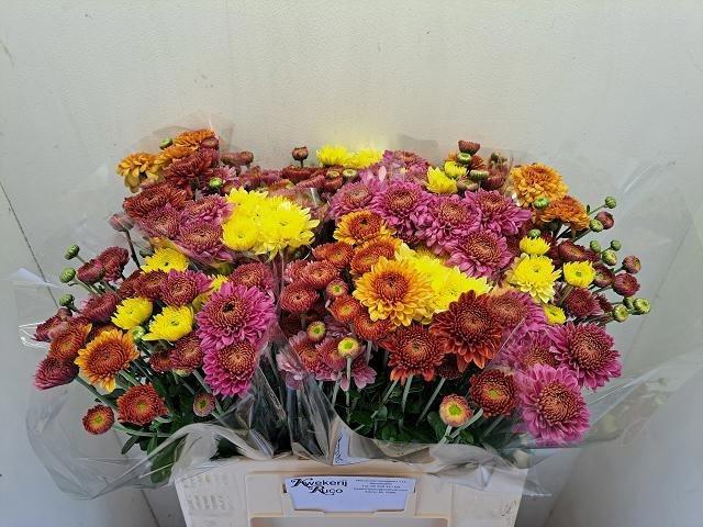 Chrysanthemum (Indicum Grp) tros gemengd