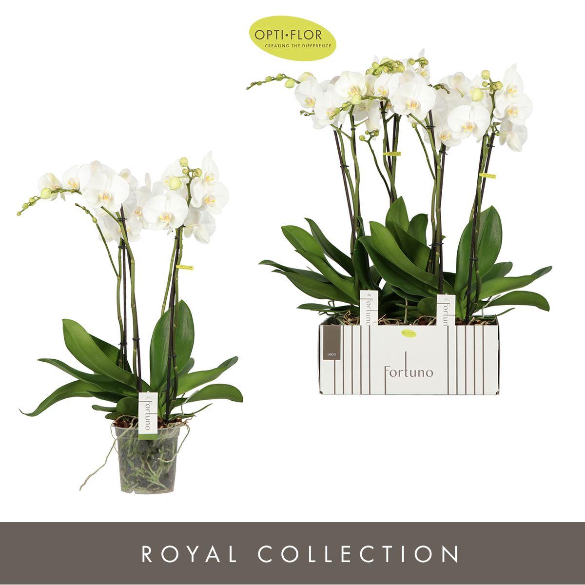 Phalaenopsis overig wit