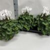 Cyclamen persicum grootbloemig Super Serie XL