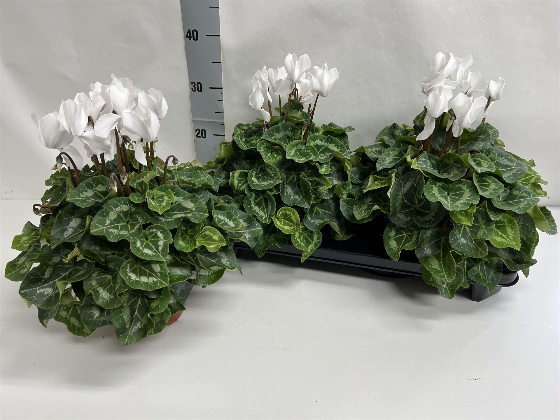 Cyclamen persicum grootbloemig Super Serie XL