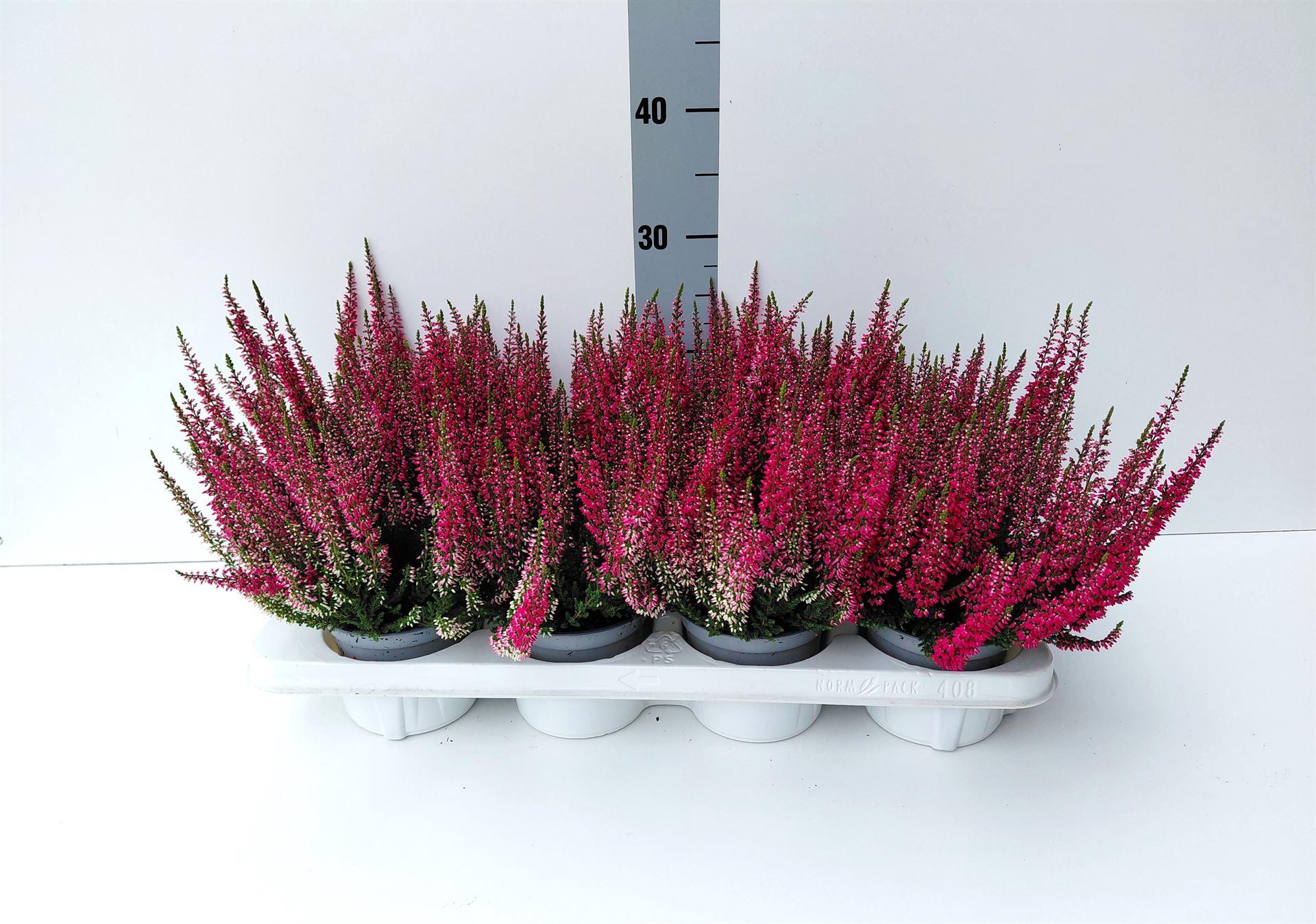 Calluna vulgaris Beauty Ladies Steffi