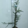 Cedrus libani 'Glauca'