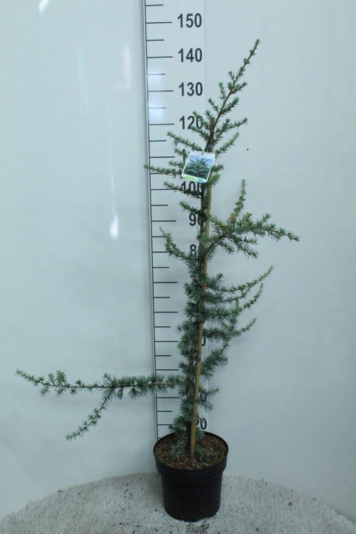 Cedrus libani 'Glauca'