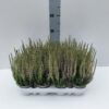 Calluna vulgaris Beauty Ladies Michelle