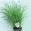 Miscanthus sinensis 'Red Chief'