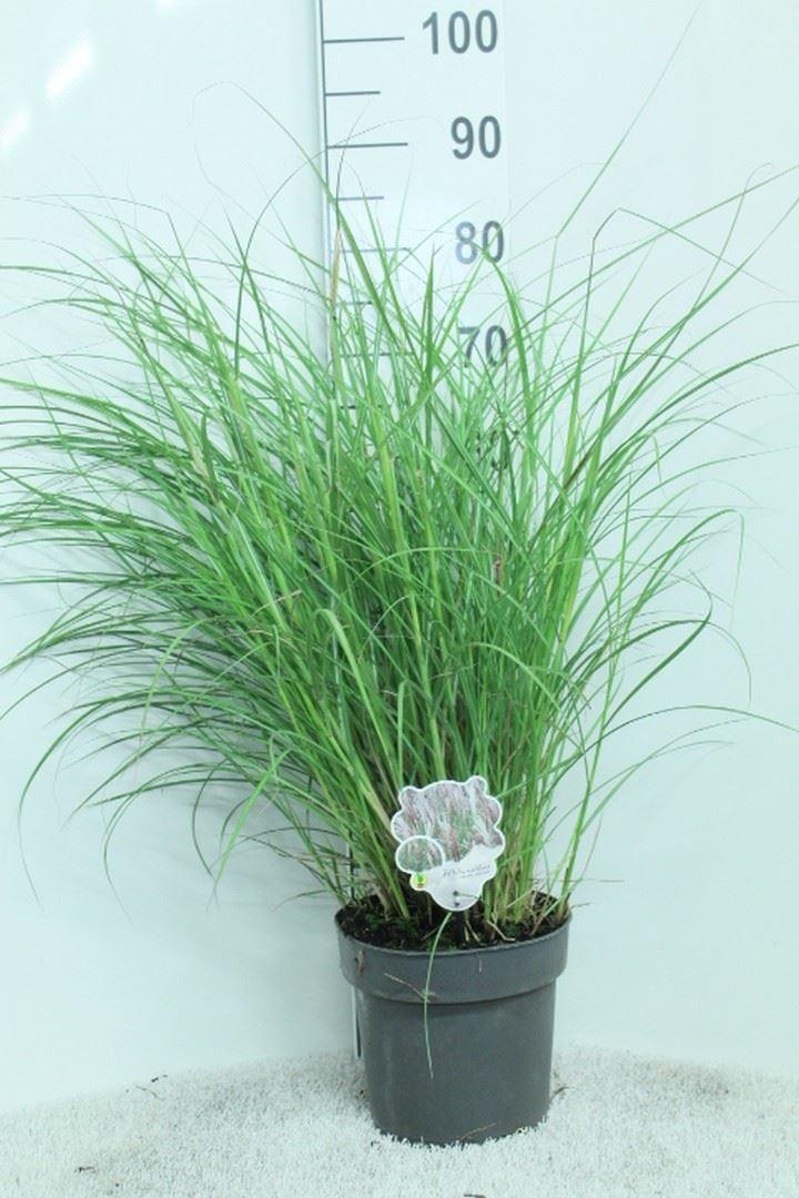 Miscanthus sinensis 'Red Chief'
