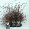 Pennisetum advena 'Fireworks'