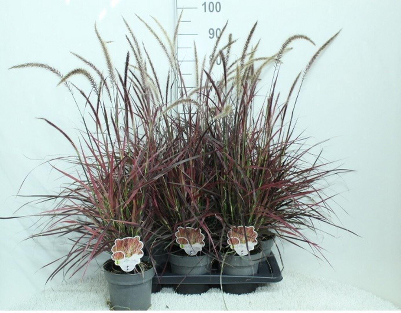 Pennisetum advena 'Fireworks'
