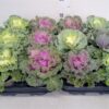 Brassica oleracea (sierkool)