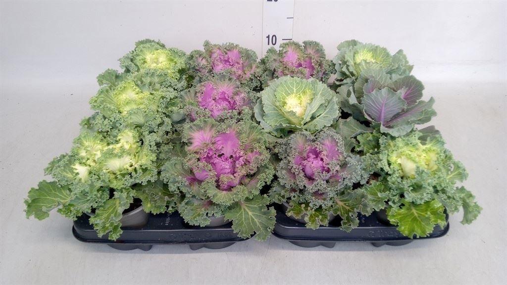 Brassica oleracea (sierkool)
